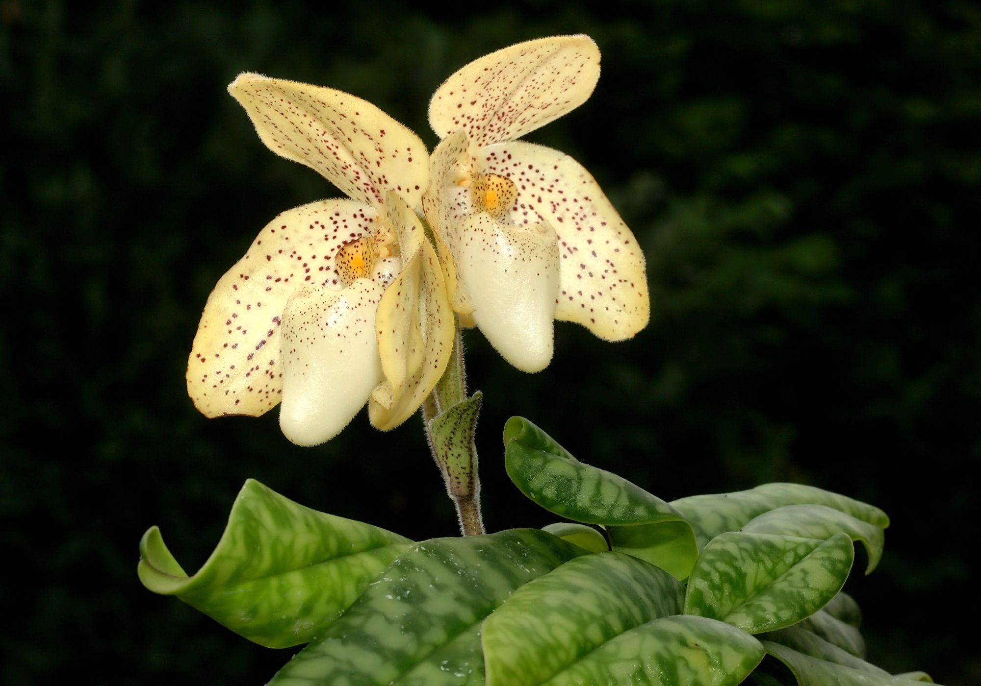 Paphiopedilum concolor